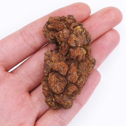 Coprolite dinosaur poop - coprolite,