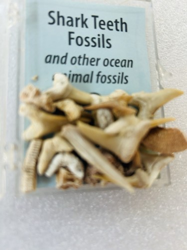 Sharp teeth fossils and - sharp,