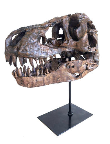 Realistic rex dinosaur - realistic, skull